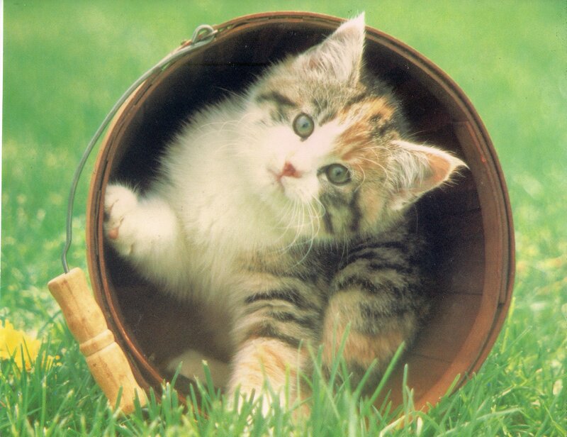 Kitten in a Bucket — Green