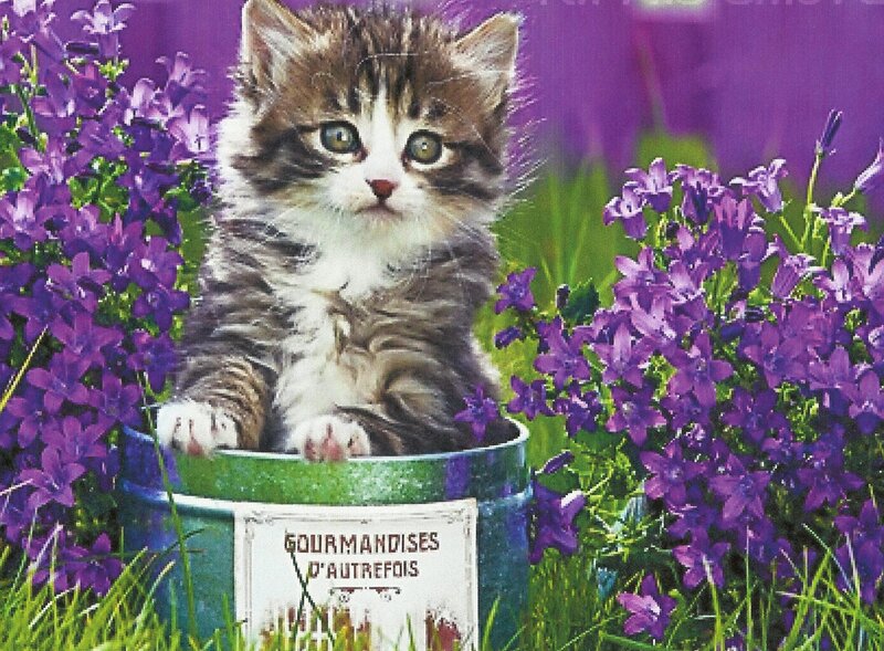 Kitten in a Bucket — Purple