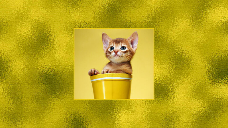 Kitten in a Bucket — Yellow
