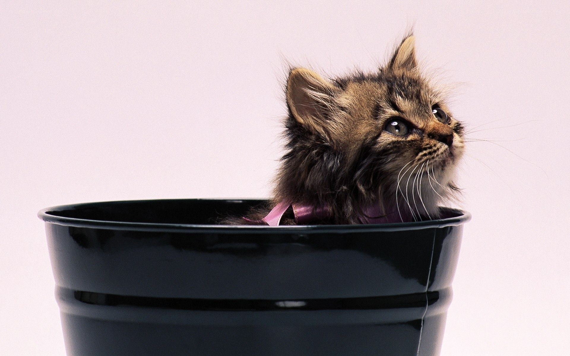 kitten in a bucket