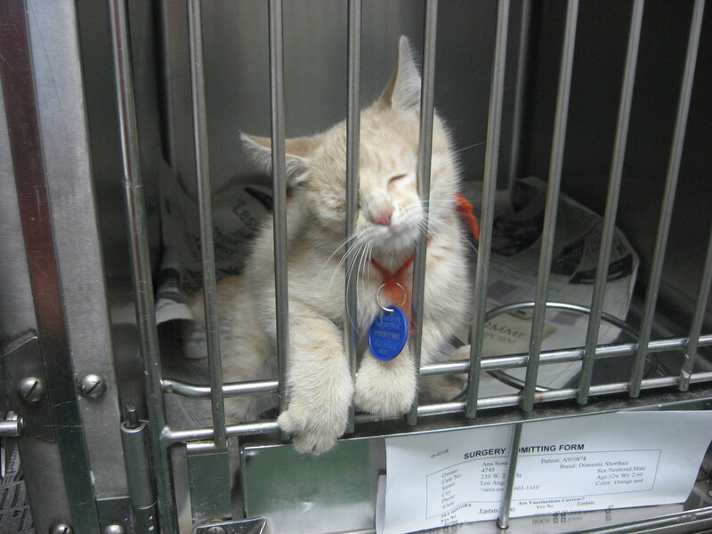 Kitten in a cage