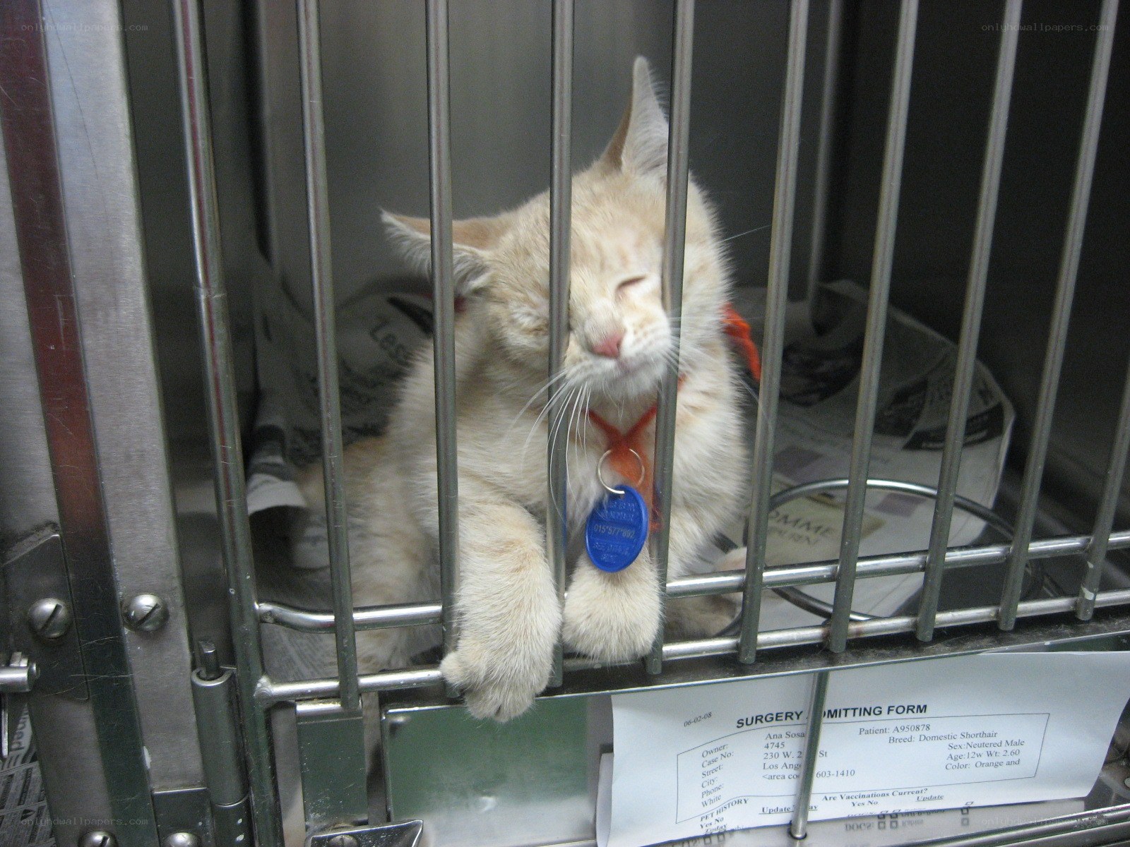 Kitten in a cage