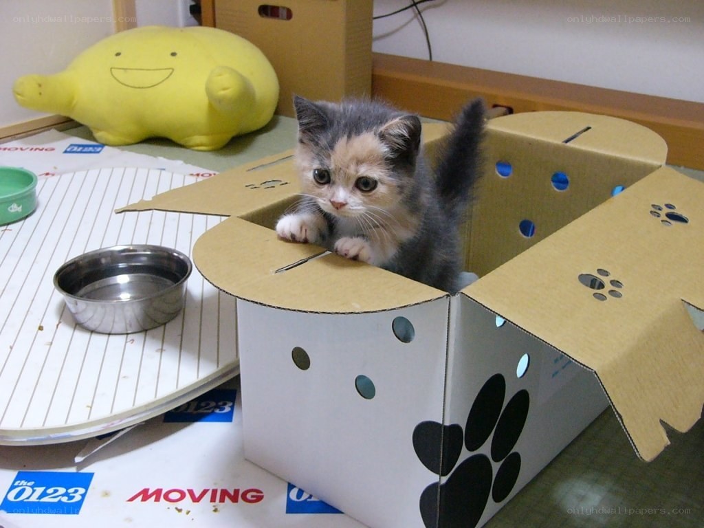 kitten in a cardboard box