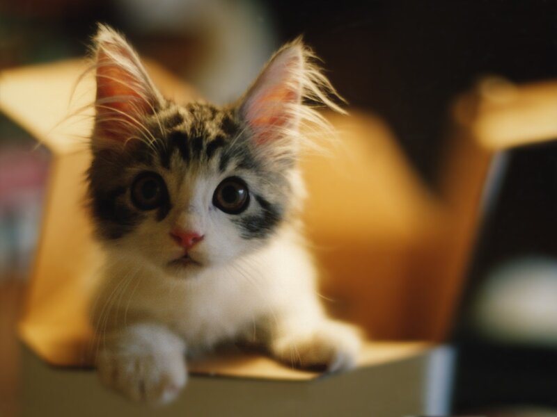 kitten in a cardboard box