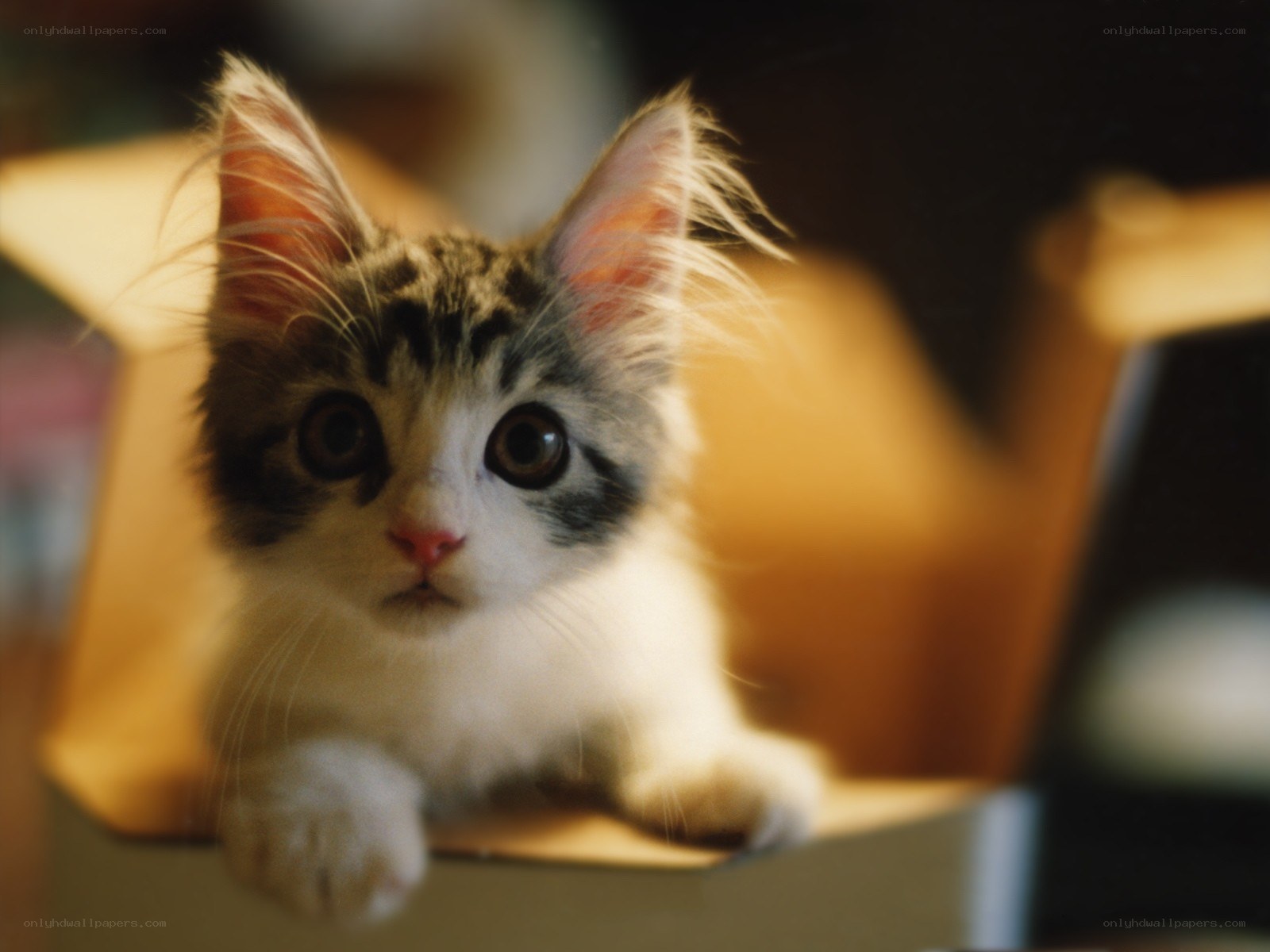 kitten in a cardboard box