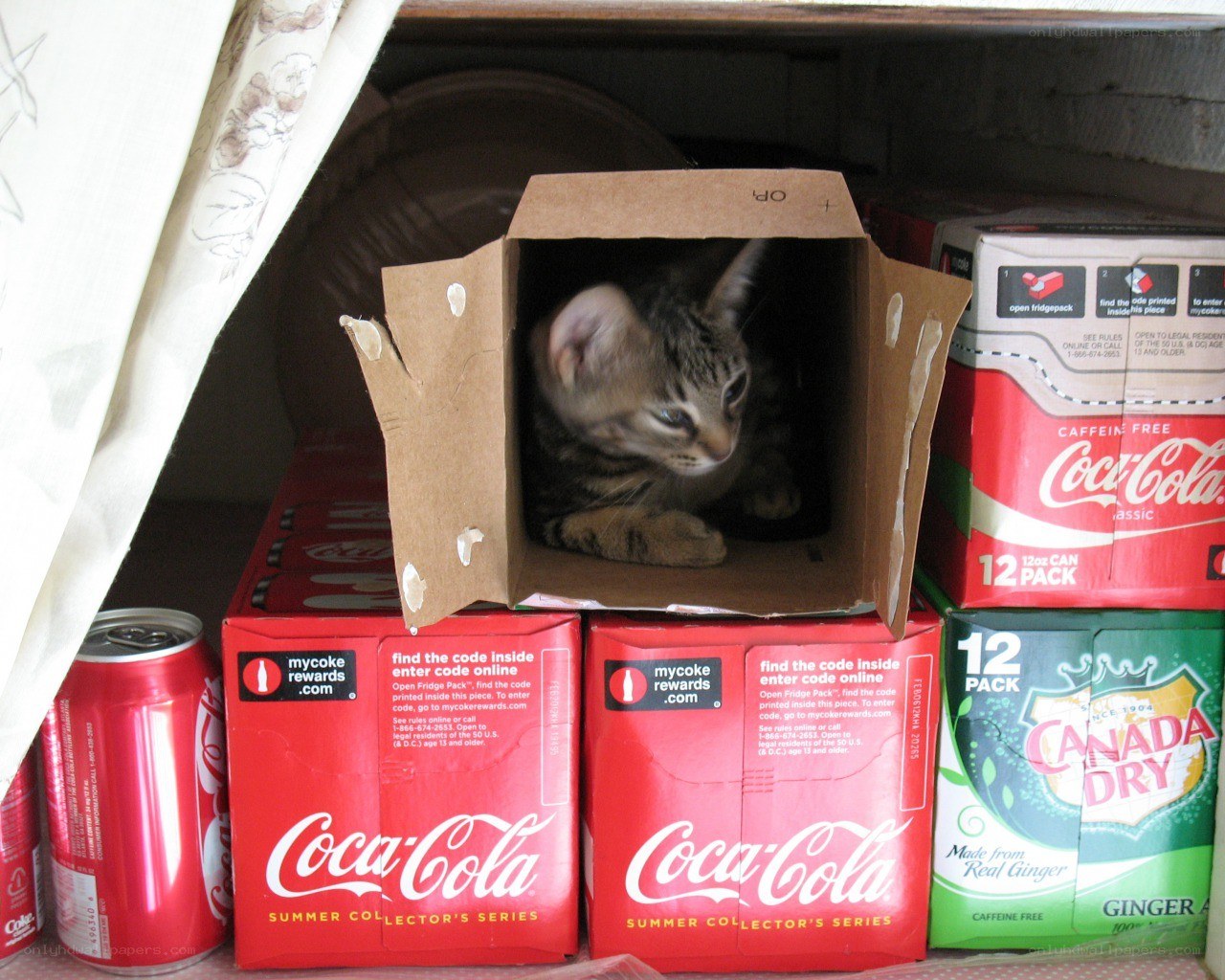 kitten in a cardboard box