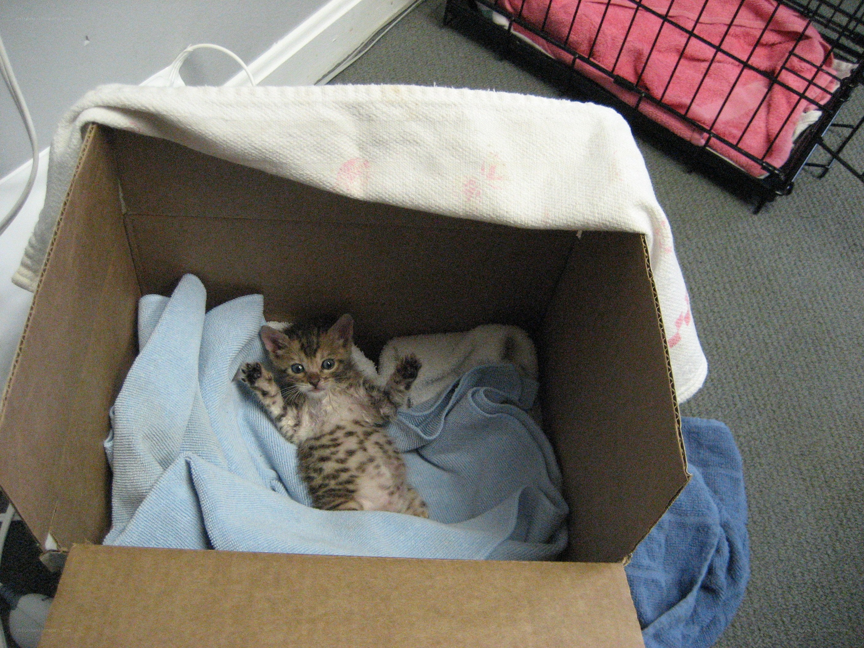 kitten in a cardboard box