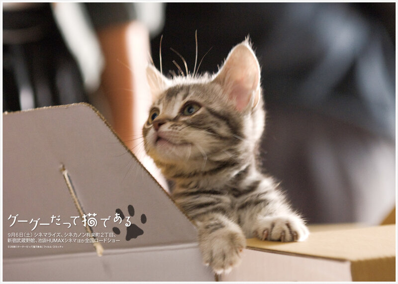 kitten in a cardboard box