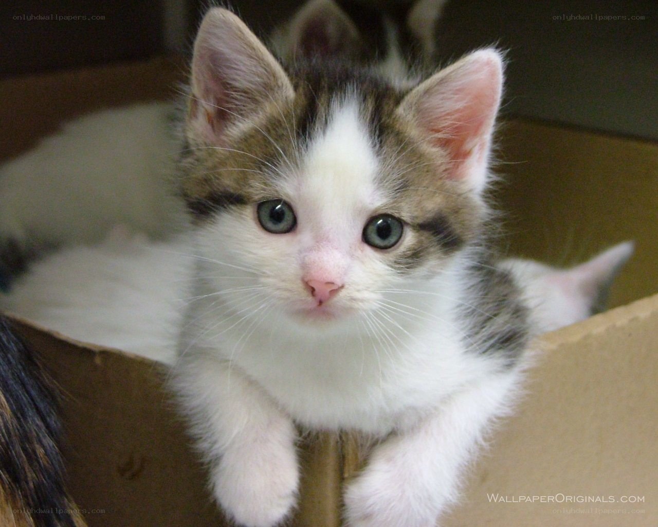 kitten in a cardboard box