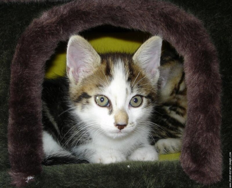 Kitten in a Cat Bed — Brown