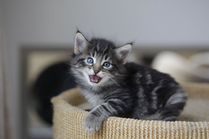 kitten in a cat bed