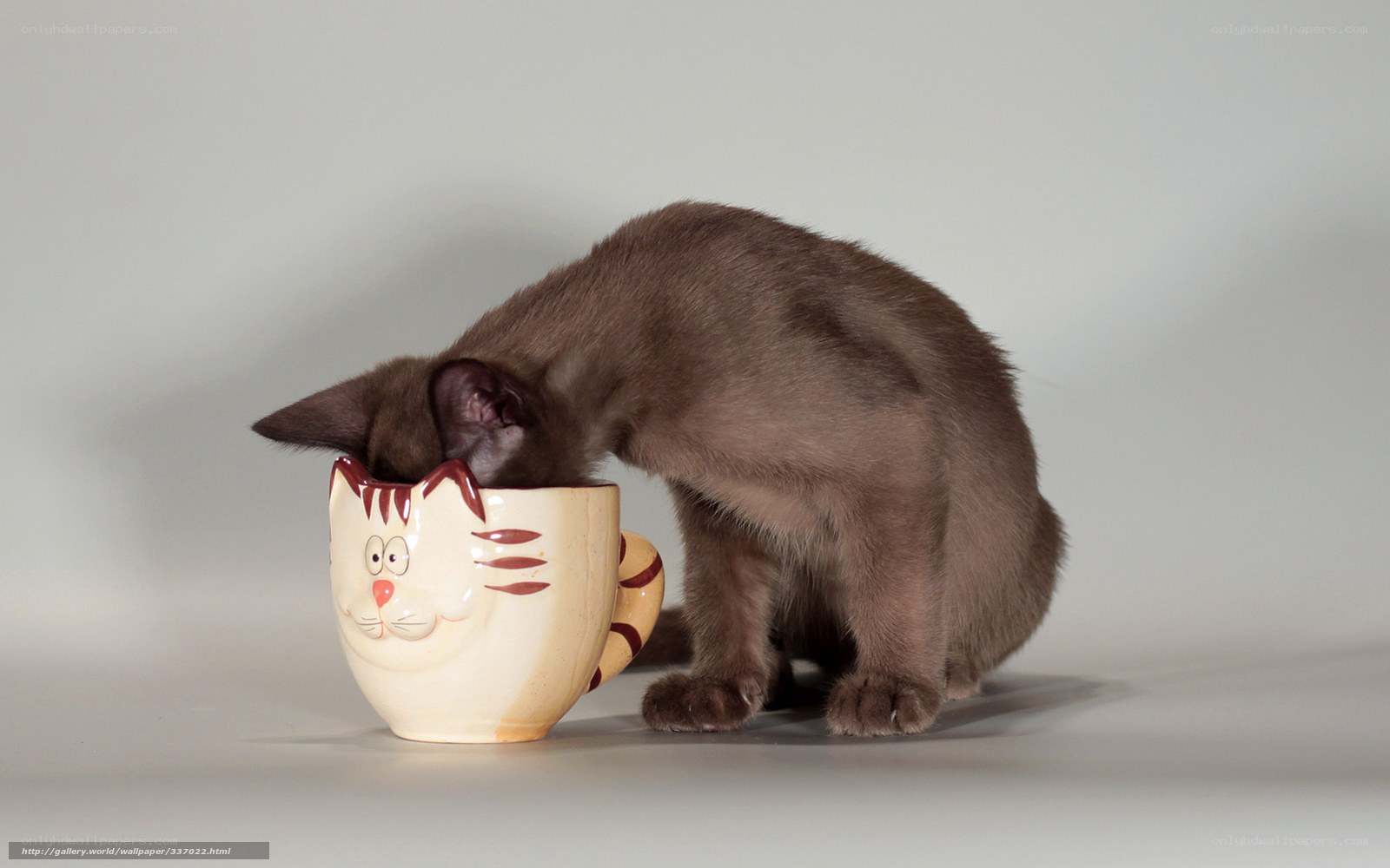 kitten in a cat mug