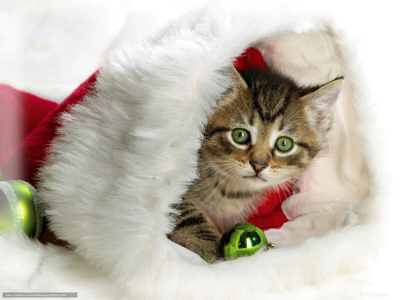 kitten in a Christmas stocking