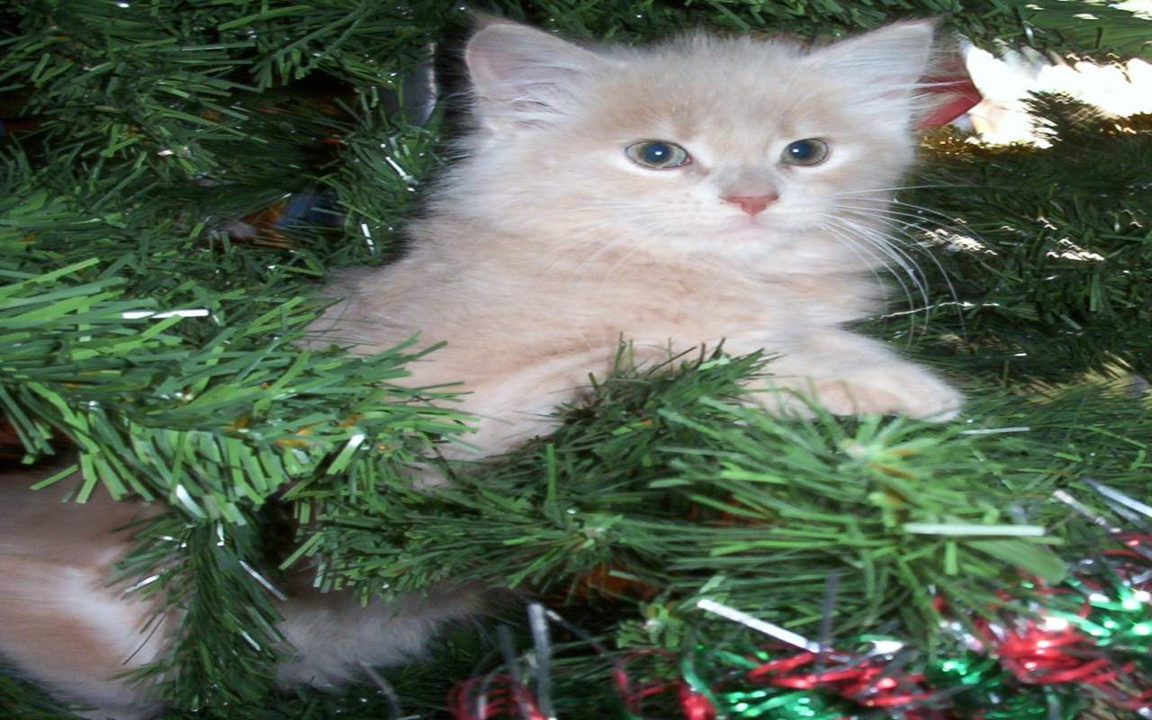 kitten in a Christmas tree