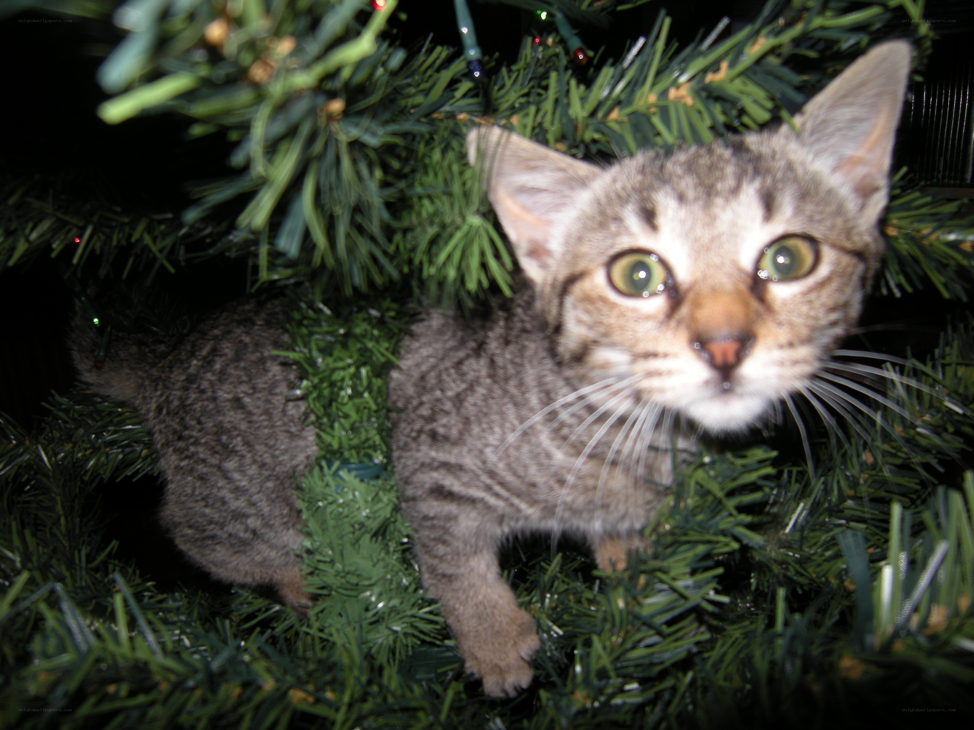 kitten in a Christmas tree