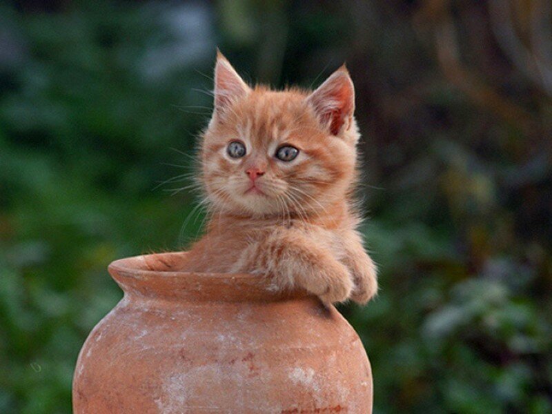 kitten in a clay pot