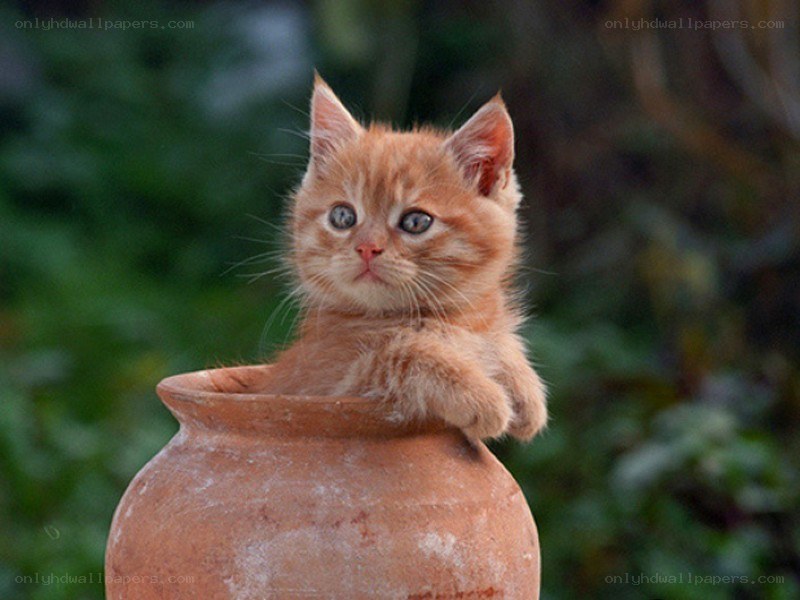 kitten in a clay pot