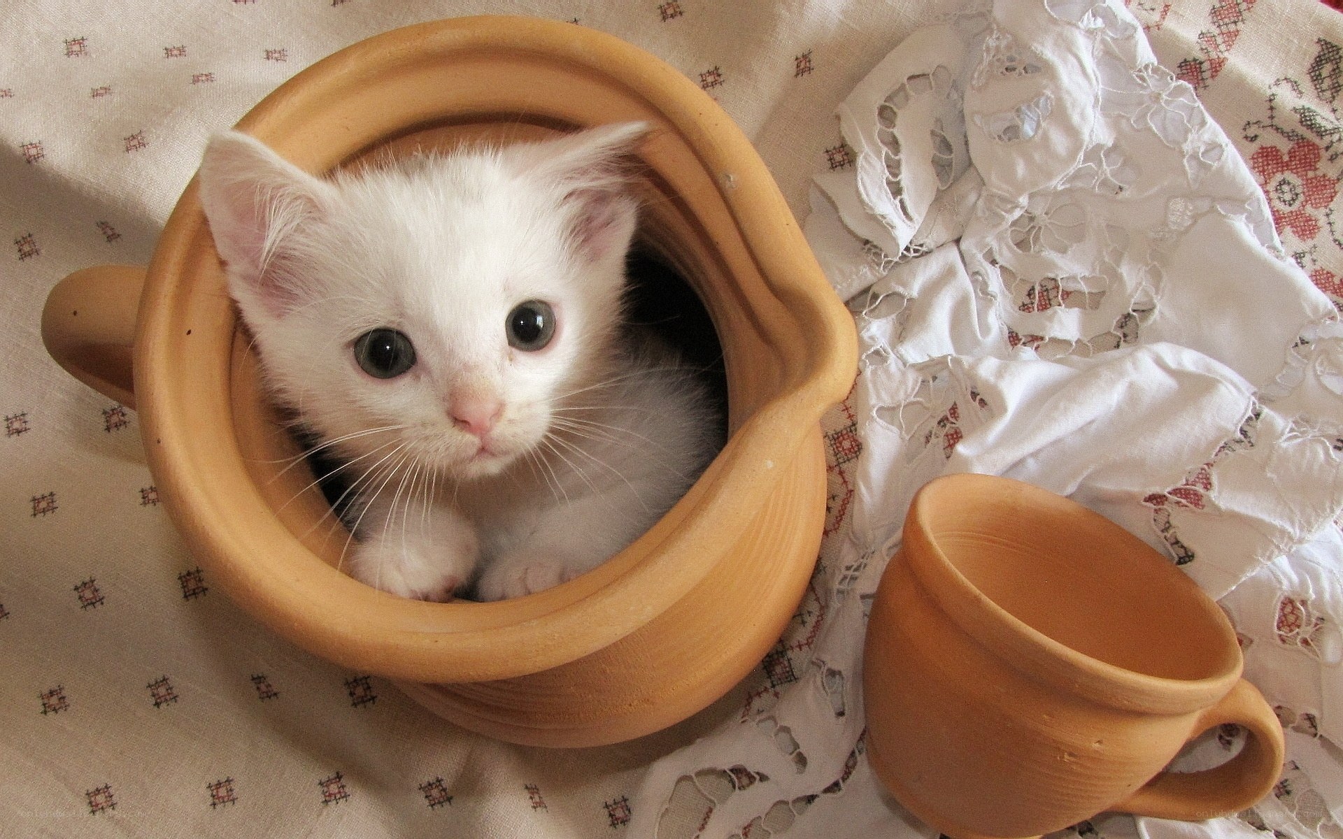 kitten in a clay pot