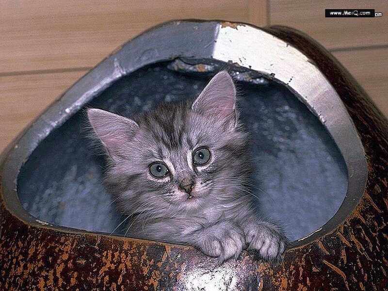 kitten in a coconut shell