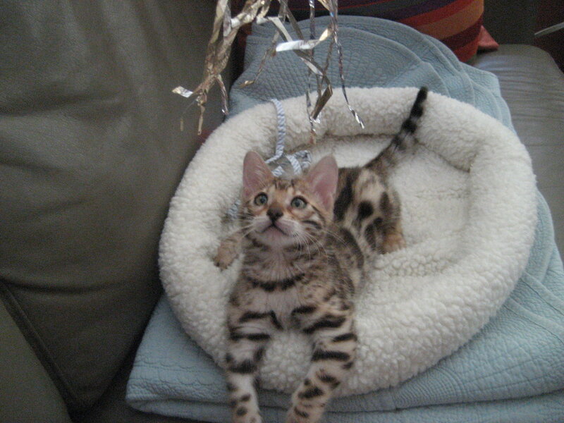 kitten in a cozy bed