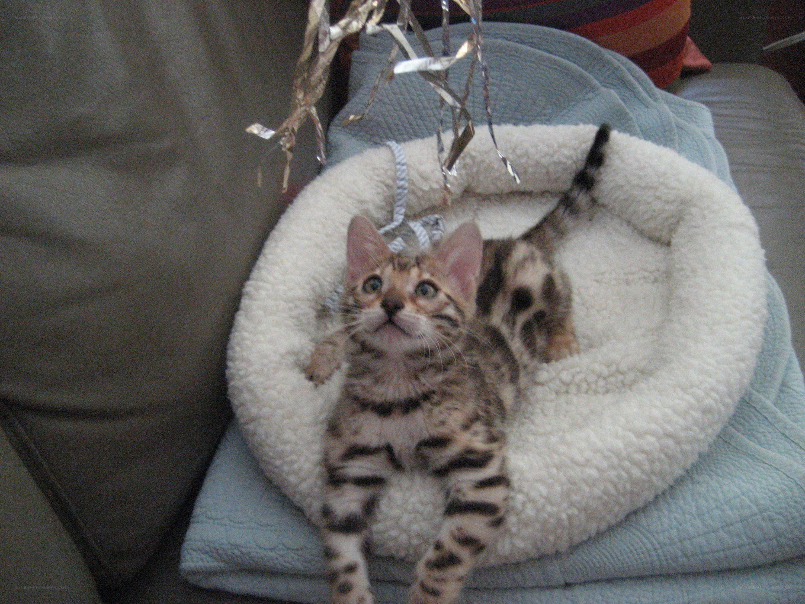 kitten in a cozy bed