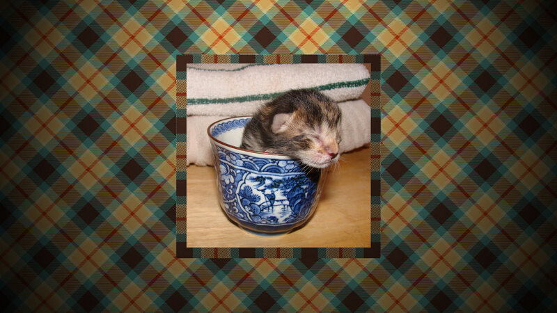 Kitten in a Cup — Blue, Calm