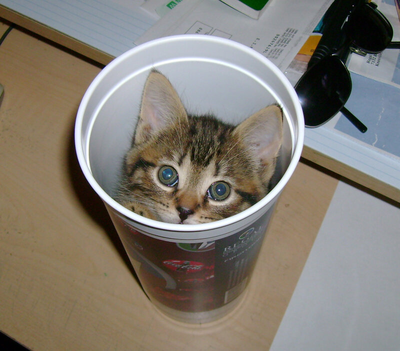 Kitten in a Cup — Brown