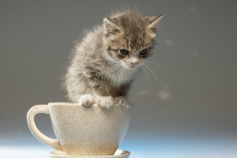 Kitten in a Cup — Gray