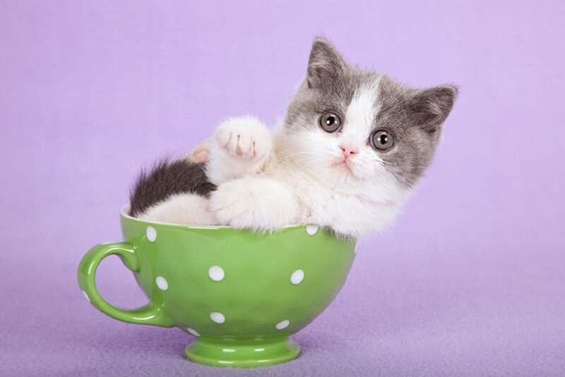 Kitten in a Cup — Green, Playful