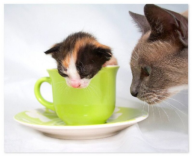 Kitten in a Cup — Green