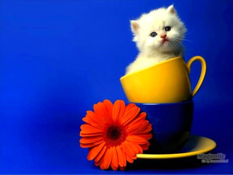 kitten in a cup with flower