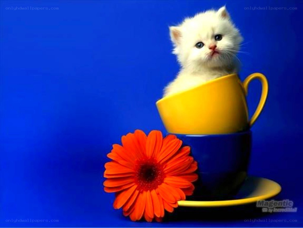 kitten in a cup with flower