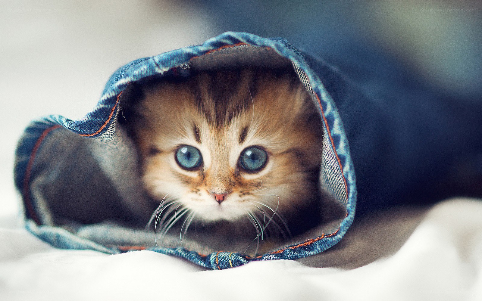 kitten in a denim hood