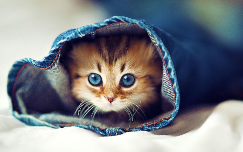 kitten in a denim sleeve