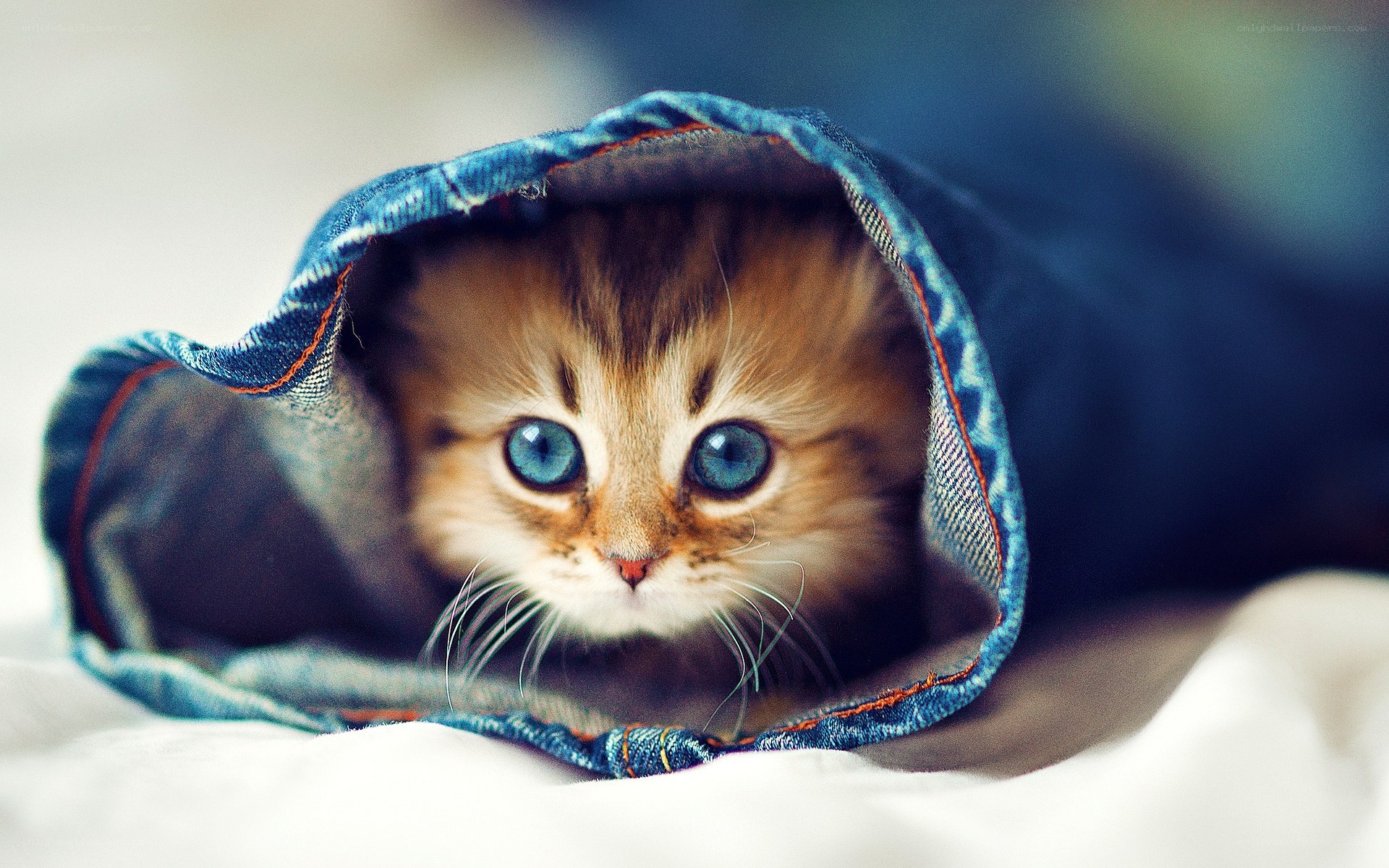 kitten in a denim sleeve