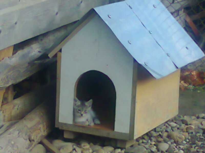 Kitten in a Dog House