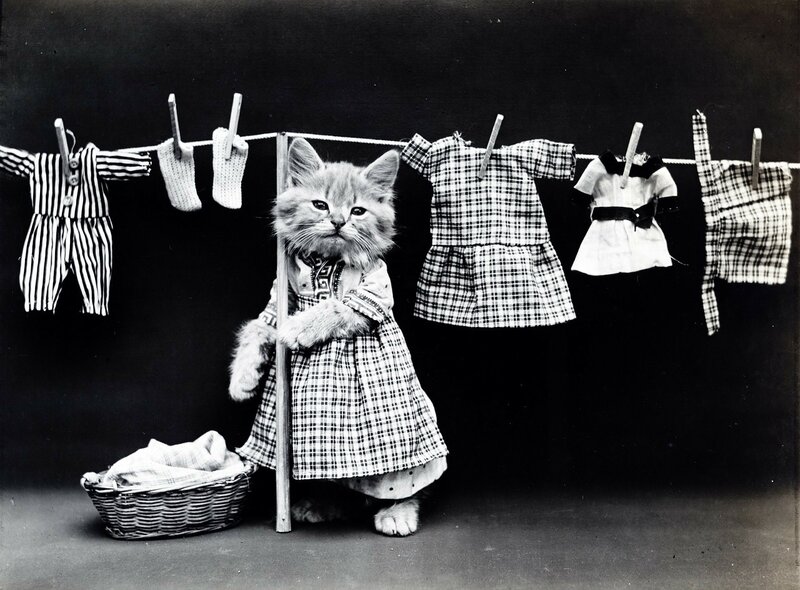 Kitten in a Dress — Black