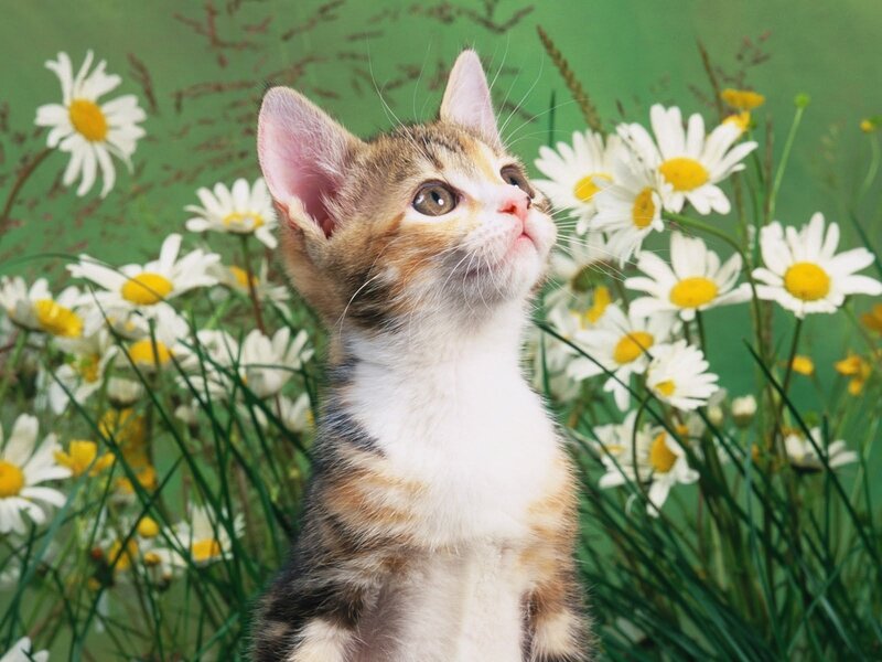 kitten in a field of daisies