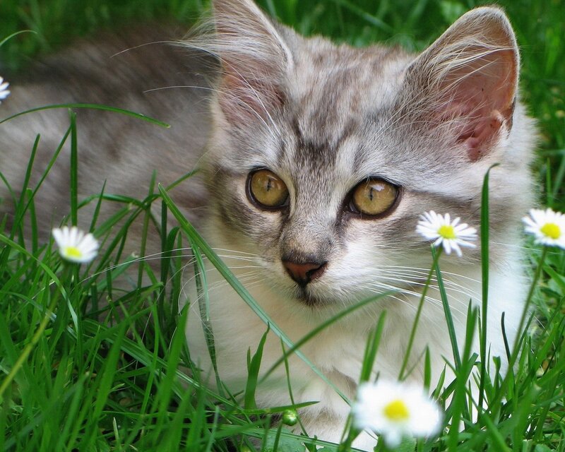 kitten in a field of daisies