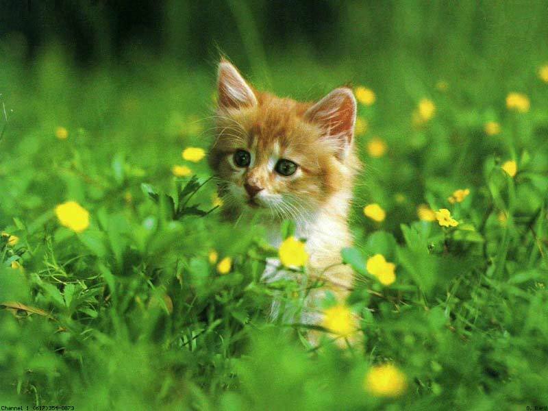 kitten in a field of flowers