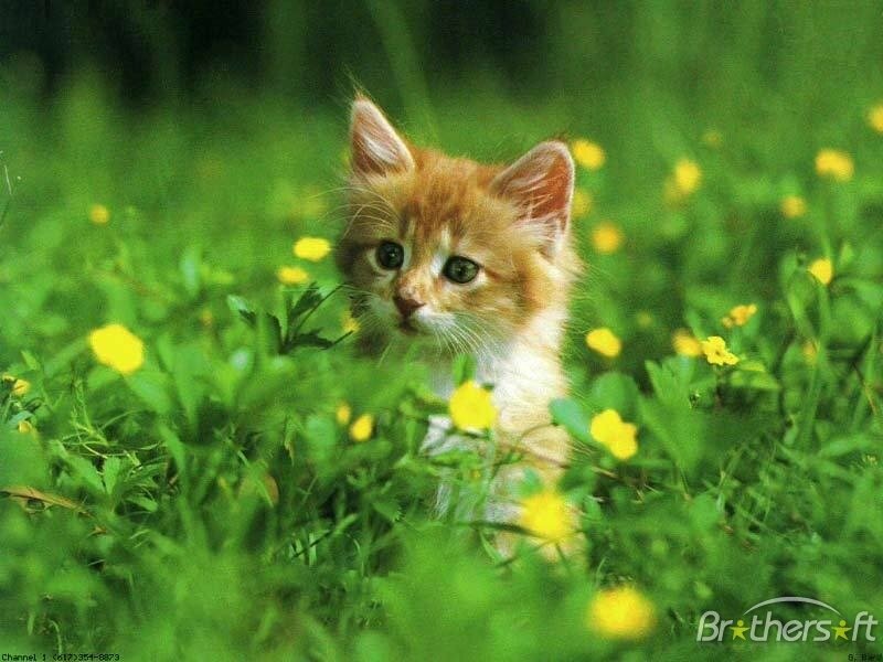 kitten in a field of flowers