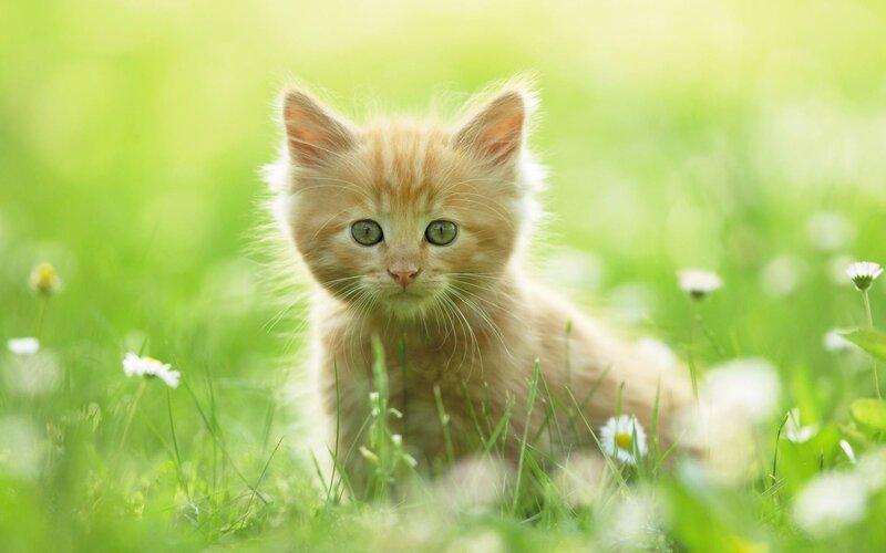 kitten in a field of flowers