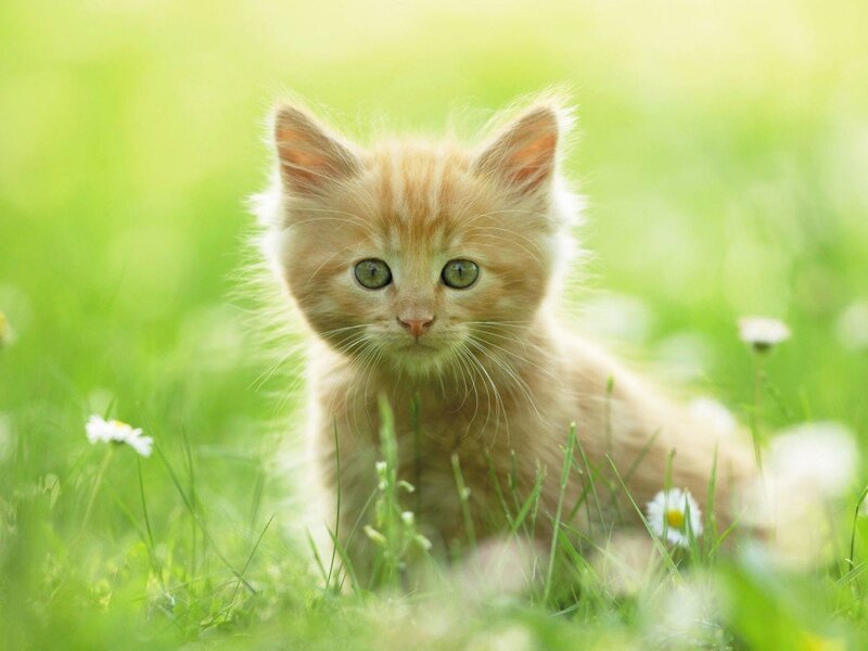 kitten in a field of flowers