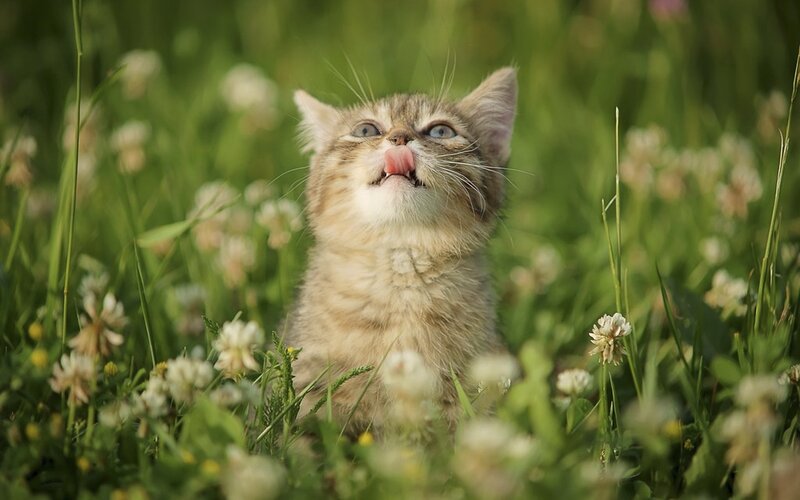 kitten in a field of flowers
