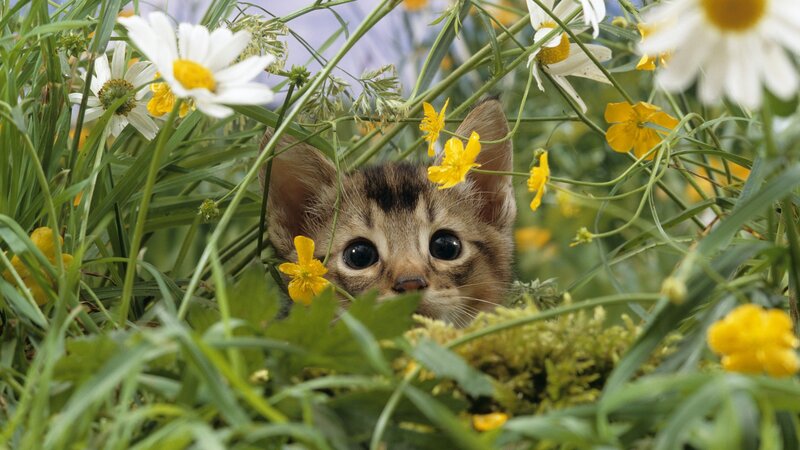 kitten in a field of flowers