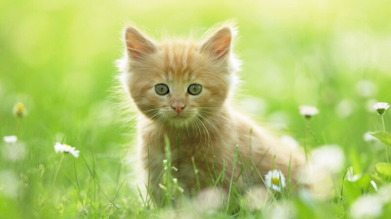 kitten in a field of flowers