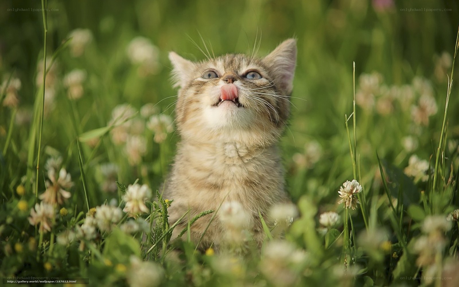 kitten in a field of flowers