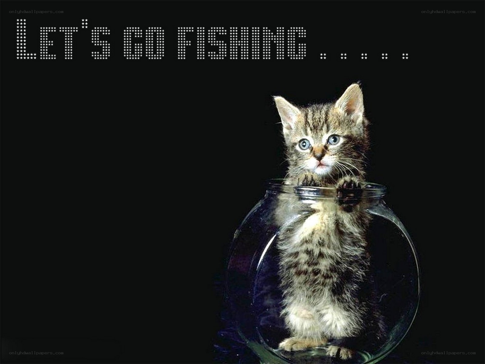 kitten in a fishbowl