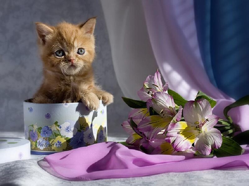kitten in a floral box