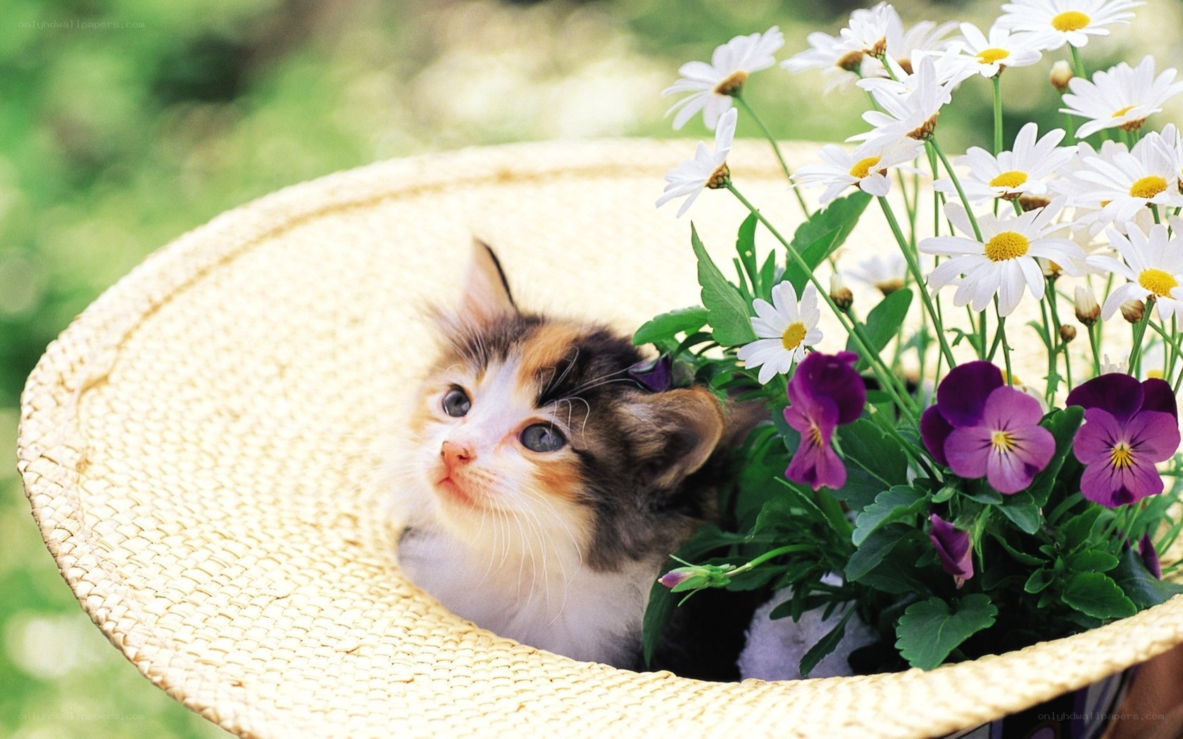 kitten in a flower basket